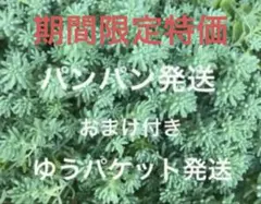 初心者様も大丈夫！強い品種！パリダム　カット苗＋おまけ10種類　多肉植物　セダム