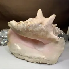 希少生物！？ 蟹 カニ 剥製 標本 カワリヒシガニ ヒシガニ系 甲殻類