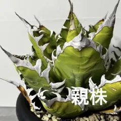 2026年最新】アガベ オアハカの人気アイテム - メルカリ
