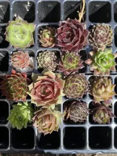 週末最終値下げ中　センペルビウムセット　16苗　メルカリ便