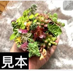 エケベリア小苗1カット入り　セダム寄せ植えカット　333円