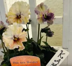 2026年最新】フェデネージュの人気アイテム - メルカリ