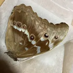 2025年最新】ディディウスモルフォの人気アイテム - メルカリ