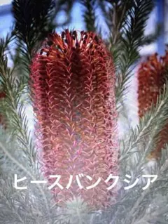 バンクシア　エリシフォリア　ヒースバンクシア①のサムネイル