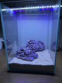 2026年最新】ライブロック 海水魚の人気アイテム - メルカリ