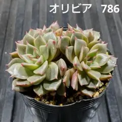 オレンジ 2株 954 エケベリア 多肉植物 抜き苗 - メルカリ