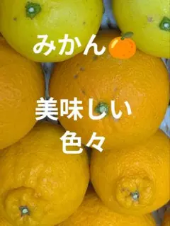 みかん　色々セットのサムネイル