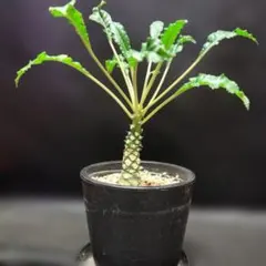 2026年最新】ドルステニア・フォエチダの人気アイテム - メルカリ