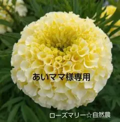 あいママ様 リクエスト 6点 まとめ商品