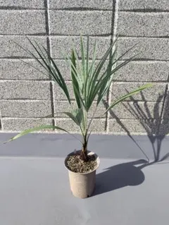 2026年最新】ブラヘア アルマータの人気アイテム - メルカリ