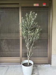オリーブの木 シプレッシーノ苗 160cm❗ 8号鉢 整ったフォルム 綺麗な