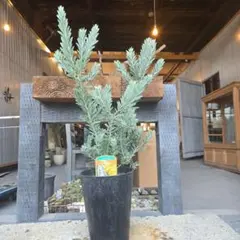 2026年最新】アカシアブルーブッシュの人気アイテム - メルカリ