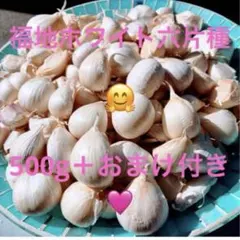 ✨令和8年度産　✨乾燥ニンニク　✨福地ホワイト六片✨ Ｓ玉✨10キロ➕おまけ❣️ 令和8年度産 ✨乾燥にんにく ✨福地ホワイト六片500g＋おまけ付き