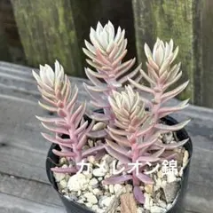 2026年最新】多肉植物抜き苗の人気アイテム - メルカリ