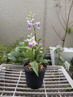 【観葉植物　山野草　花苗】ウチョウラン　鉢ごと発送　2のサムネイル