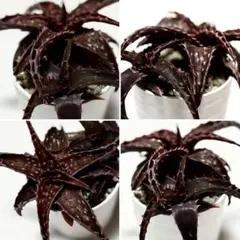 Brigittae様 リクエスト 2点 まとめ商品