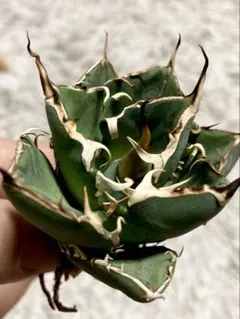 たつひろ様専用