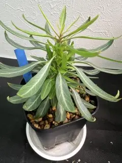 S*u様 フォークイエリア ファシクラータ 種子 10点 検 プルプシー フォークイエリア ファシクラータ | STELLA.PLANTS