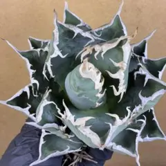 2026年最新】海王様の人気アイテム - メルカリ