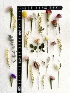No.6❇︎ドライフラワー花材セット❇︎S❇︎短い茎付き