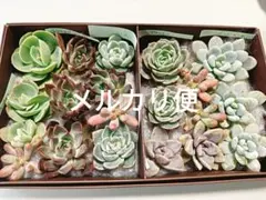 エケベリア 多肉植物セット