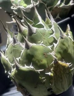 チェリー様専用ページ！