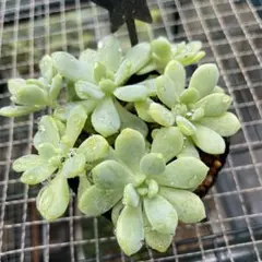 2025年最新】メイプルハニー 多肉の人気アイテム - メルカリ