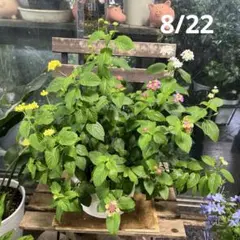ポーチュラカ ミックス寄せ植え 6寸吊り鉢ごと 苗 植物 - メルカリ
