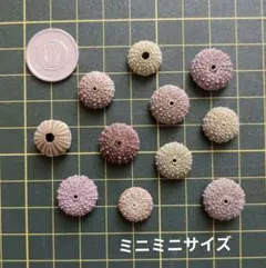 ウニ殻　アソート小　天然素材　ハンドメイド　アート