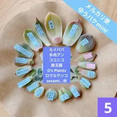 2026年最新】ロウルサンコ 多肉の人気アイテム - メルカリ