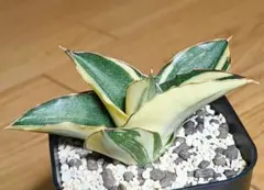 산세베리아 안다만 잡색 루팅 관리 진행