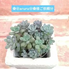✿❀aruru❀✿様ご依頼分 リンダリンダ 他 多肉 ぼのぼのさん