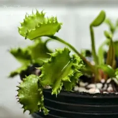 食虫植物 ハエトリソウ ダンプリング 2607-0198のサムネイル