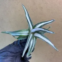 2026年最新】アガベ氷山の人気アイテム - メルカリ