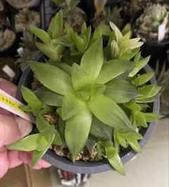 2026年最新】ハオルチア セットの人気アイテム - メルカリ