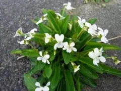 yoiko57yoiko様 リクエスト 3点 まとめ商品