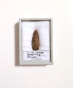 スピノサウルスの歯 化石 標本希少／極美品 - メルカリ