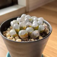 2025年最新】ハオルチア ドドソンの人気アイテム - メルカリ