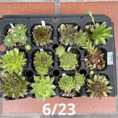 Sempervivum 苗セット Dのサムネイル
