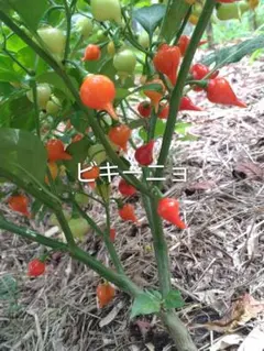 rena様 リクエスト 2点 まとめ商品