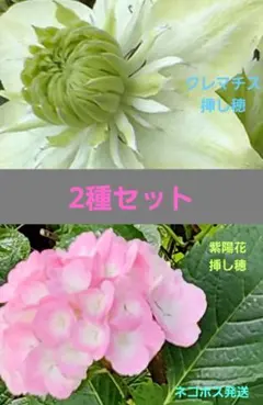 30 ✿ dufy♡さま クレマチス 苗 ✿ - メルカリ