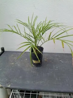 沖縄産】フェニックスロベレニー23 観葉植物 ヤシ ドライガーデン