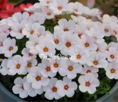 yoshita様 リクエスト 2点 まとめ商品