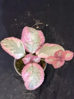 エピスシア クプレアタ ピンクヘブン M＆L ランナー付子株 Episcia