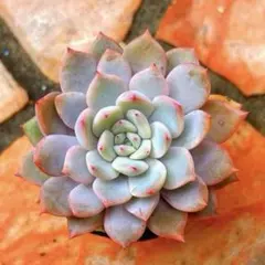 ミチョ様 リクエスト 3点 まとめ商品