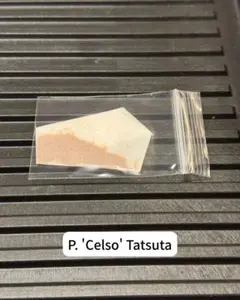 2026年最新】ビカクシダ セルソの人気アイテム - メルカリ