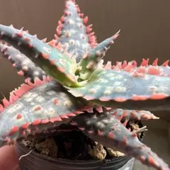 31 アロエ ハイブリッド 実生苗 ロウルサンコ産 - メルカリ