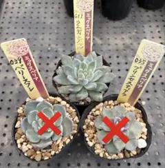 baron様専用‼️ミックスベリア　おらいさん苗　３品種　抜き苗セット　多肉植物