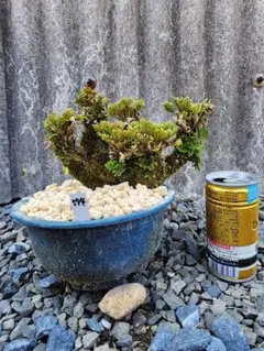岩松岩ヒバ イワヒバ石付き盆栽 趣ある山水景 - メルカリ