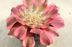 79 #観葉植物 アエオニウム錦❤️花月夜錦❤️1大頭12cm 拔き苗 - メルカリ